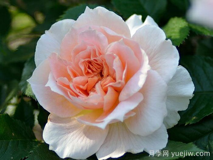 珠贝之心月季/珍珠之心月季(图2)