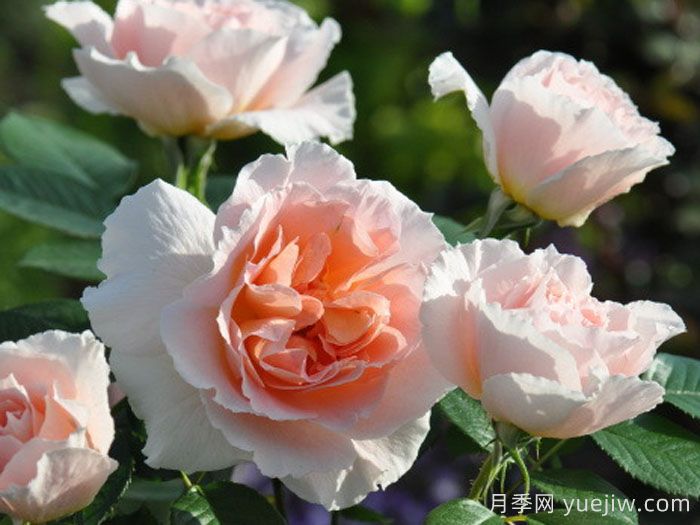 珠贝之心月季/珍珠之心月季(图1)