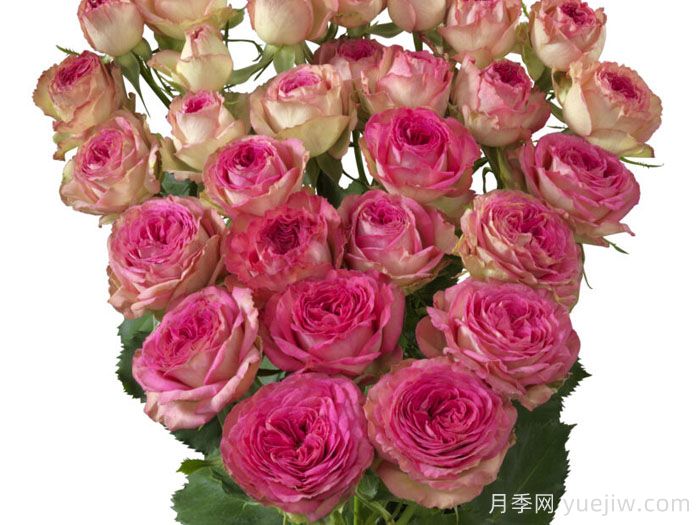 快乐潮流月季(图1)