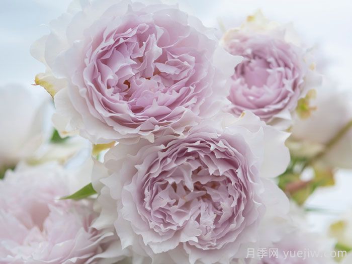 空山新雨月季(图1)