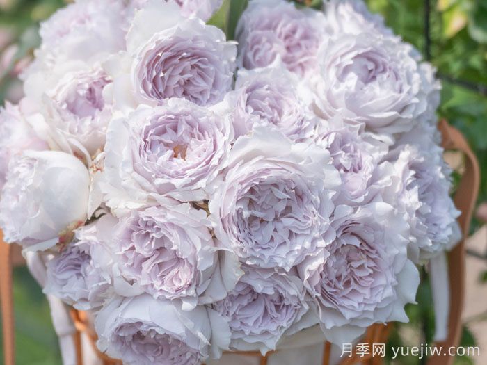 空山新雨月季(图2)