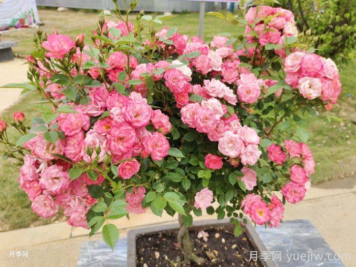 中国从月季大国走向月季强国还需迈过几道坎(图2)