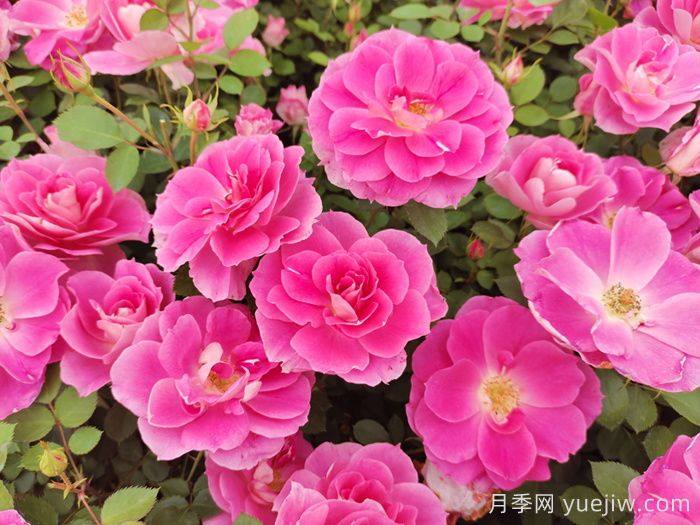 月季6大种类及代表品种(图2)