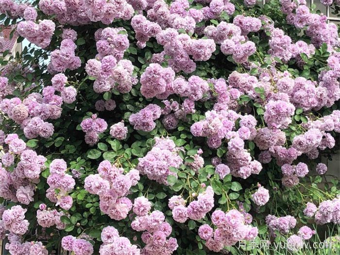 2025年花友票选藤本月季花量排行榜(图3)