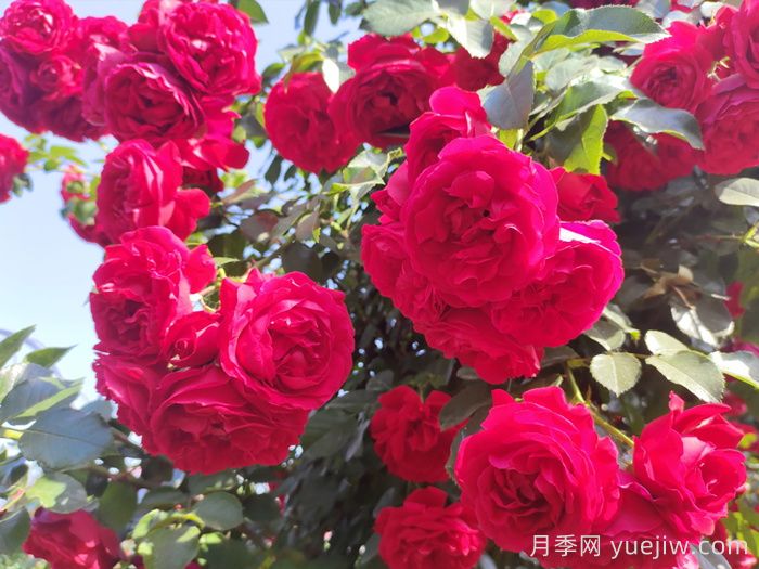 佛罗伦蒂娜，藤本月季里的王者，没有缺点(图1)