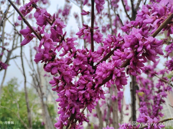 15种常见先花后叶植物汇总(图4)