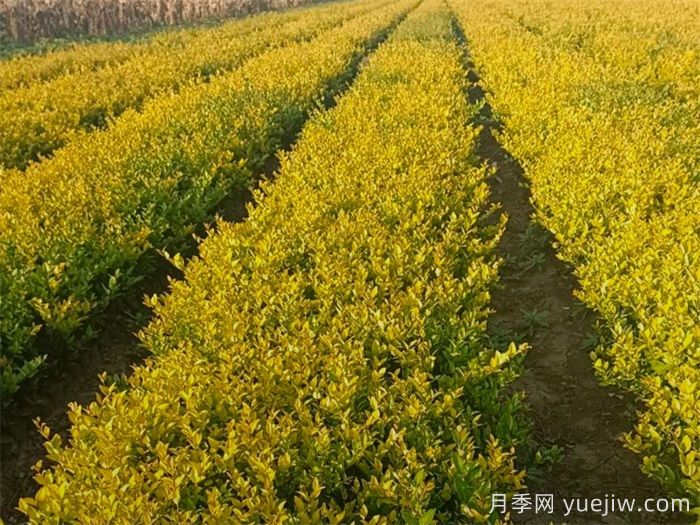 金叶女贞和金森女贞有什么区别？(图2)