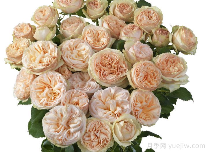 温和潮流月季(图1)