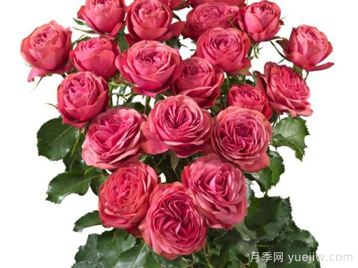 伟大潮流月季(图1)