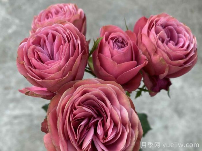 伟大潮流月季(图2)