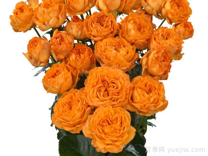 橙色潮流月季(图1)