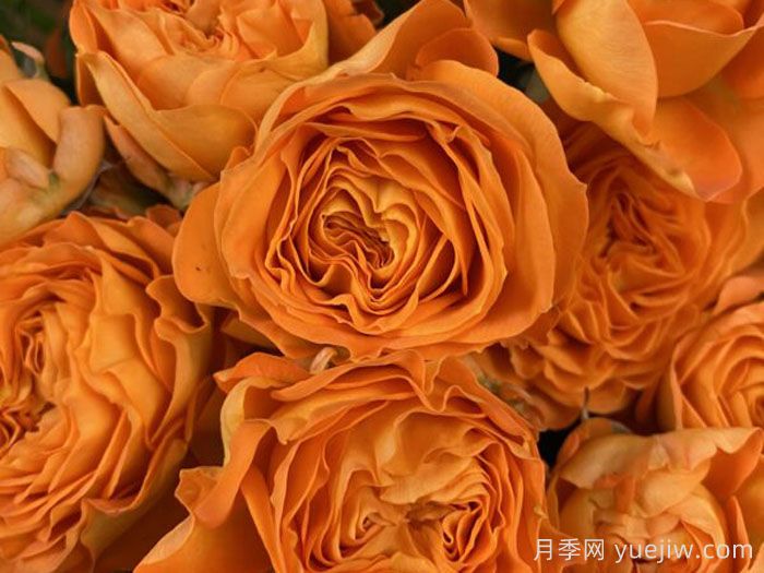 橙色潮流月季(图2)