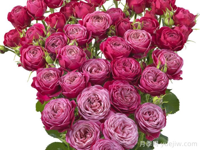 派对潮流月季(图1)