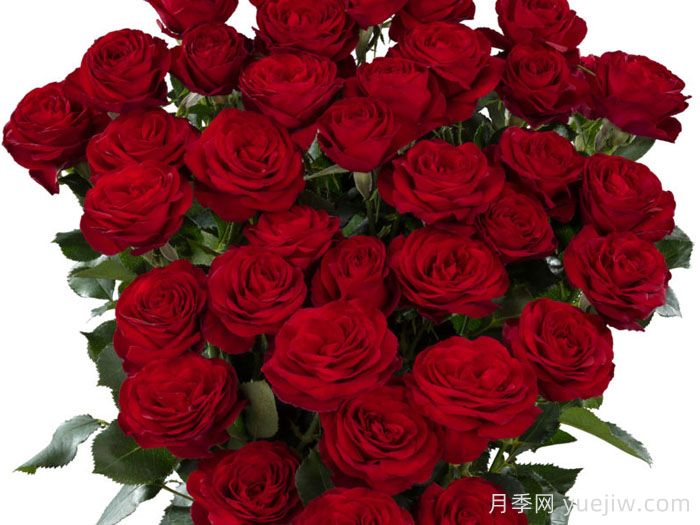 红色潮流月季(图1)