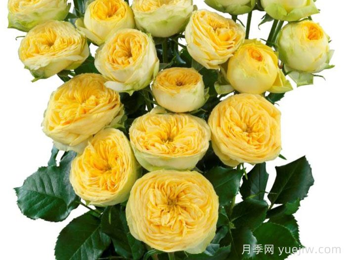 阳光潮流月季(图1)