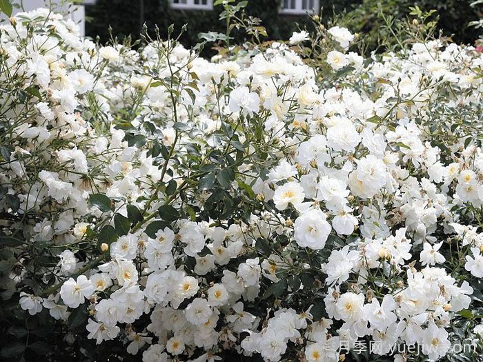 雪之女王月季/魔毯/塔尼吉诺(图2)