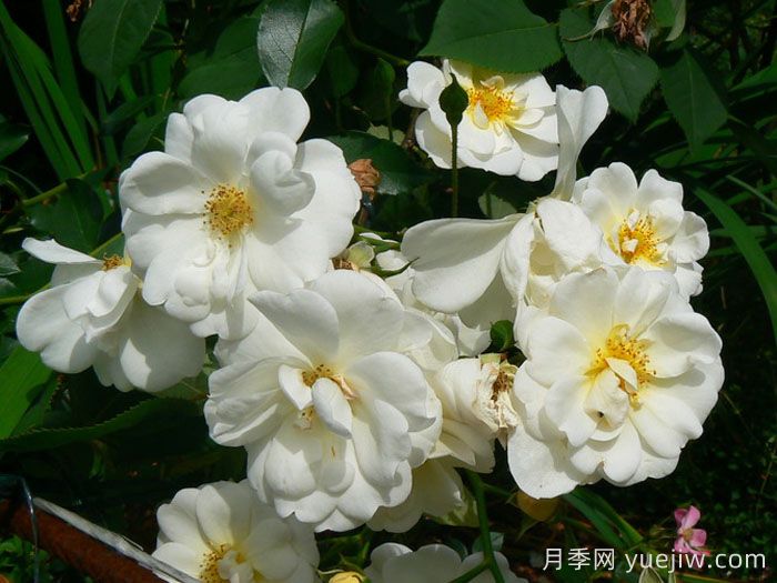 雪之女王月季/魔毯/塔尼吉诺(图3)