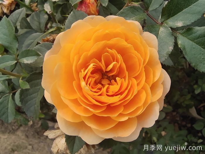 月季大神会集齐10种颜色的月季花品种(图2)