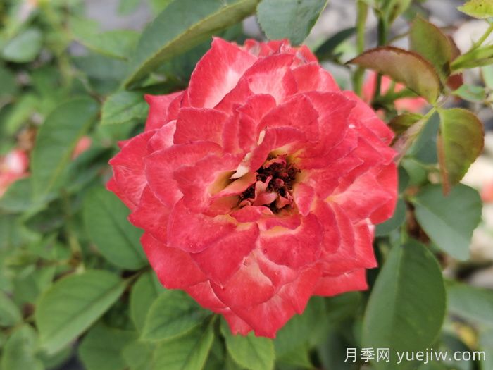 月季为什么是花中皇后？听听故事(图1)