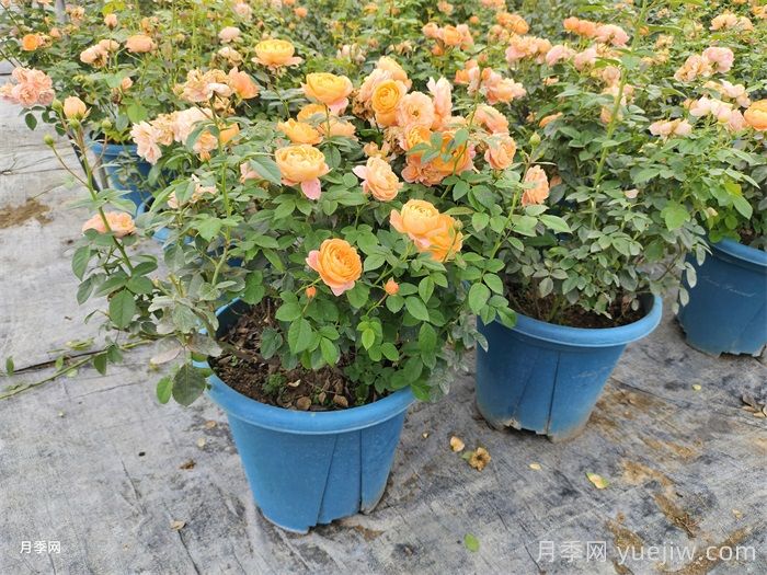 新手如何种植月季花？详细攻略教程请查收(图2)