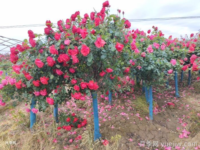 河南南阳：月季嫁接确保增产 月季产业助农增收(图1)