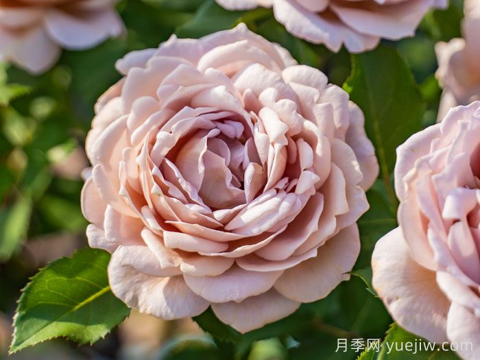 锁清秋月季(图1)