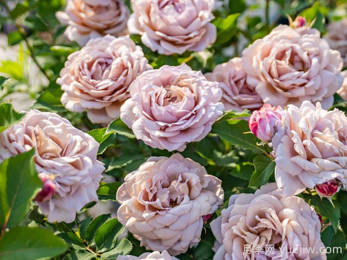 锁清秋月季(图4)