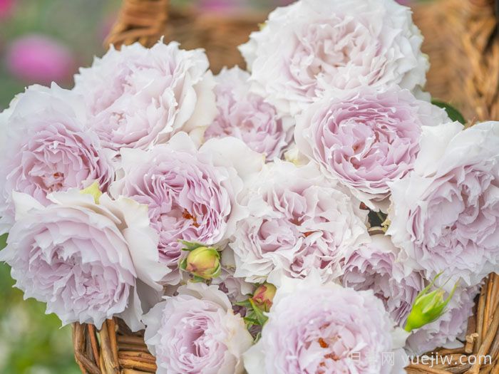 空山新雨月季(图3)