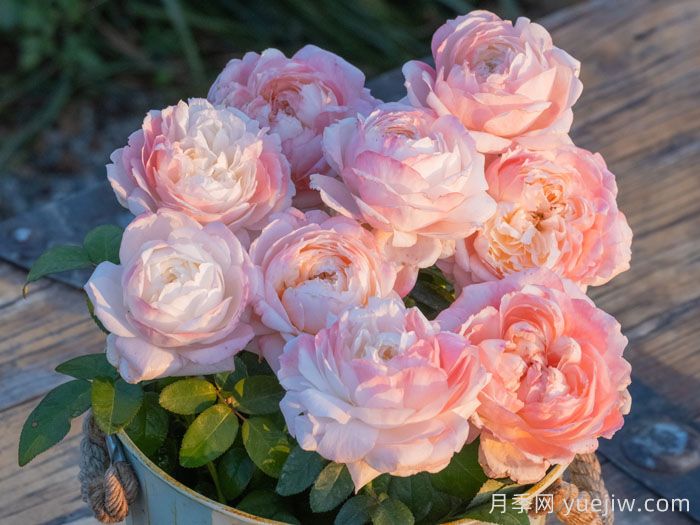 雪媚娘月季(图3)