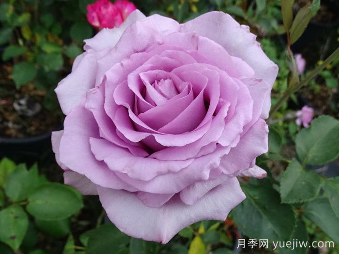 为什么紫色的月季也叫蓝色？(图2)