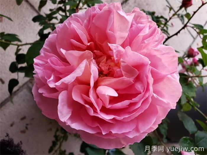 不同环境如何选月季？(图2)