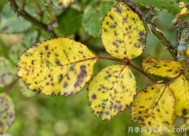 月季黄叶是因为什么原因？帮你判断和解决(图2)