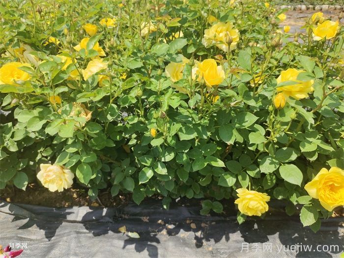 月季花如何安全度夏？地栽盆栽各有办法(图1)