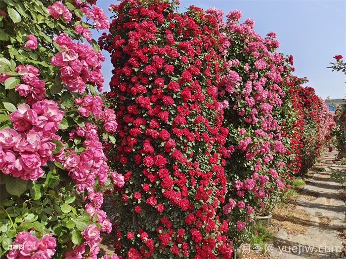 会养月季花，来把普通月季养成造型艺术品(图2)