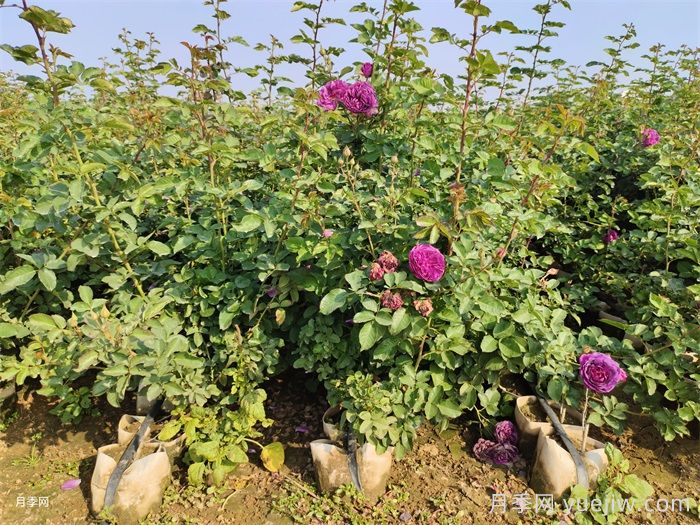 藤本月季和灌木月季的区别(图2) 藤本月季和灌木月季的区别(图2)