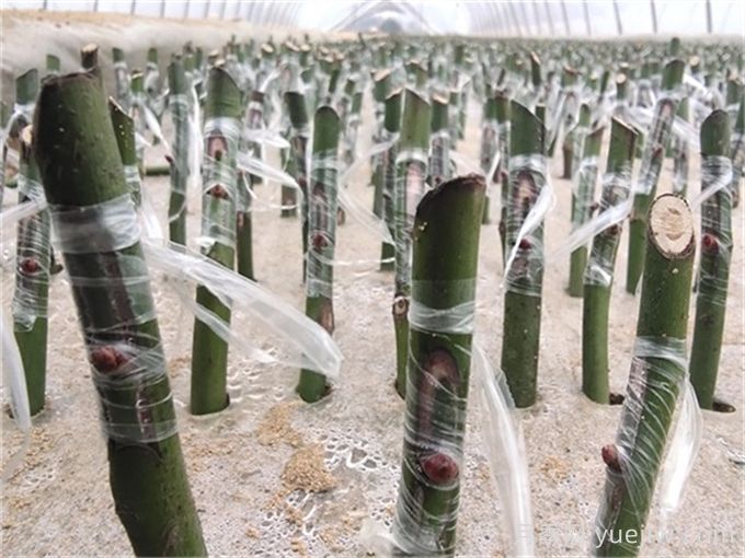 玫瑰花的繁殖方法有哪些？有嫁接、扦插、压条、播种(图2)