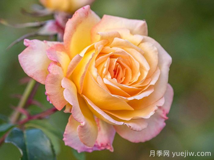 她是20世纪最伟大的月季品种！和平月季拿奖拿到手软(图1)