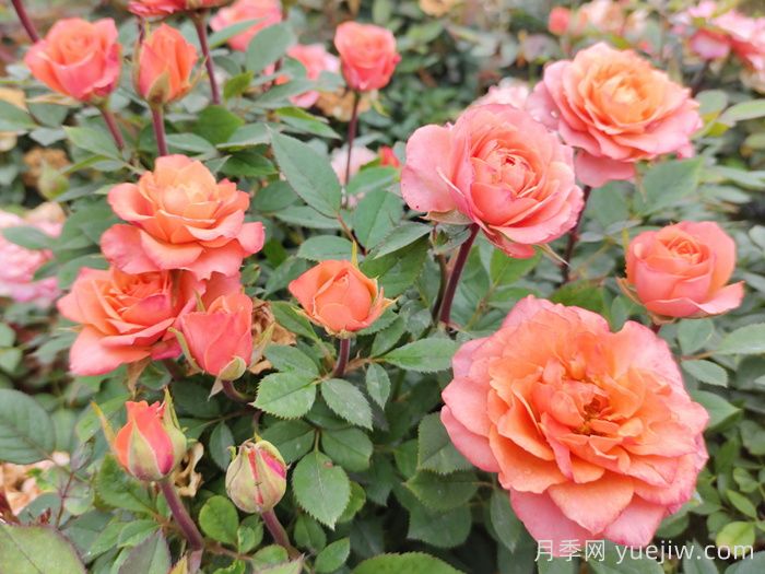 玫瑰花有哪些颜色？盘点十大常见玫瑰花颜色(图4)