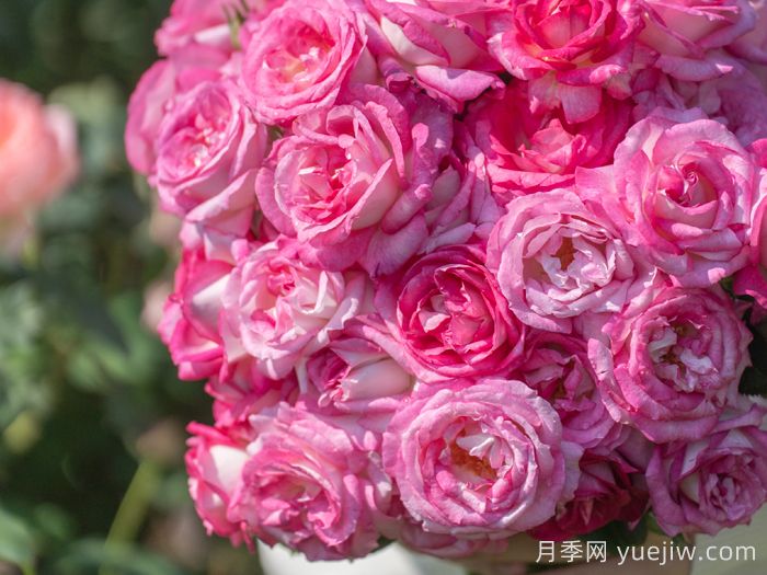 传统的四大切花有哪些？月季，菊花，康乃馨，剑兰(图1)