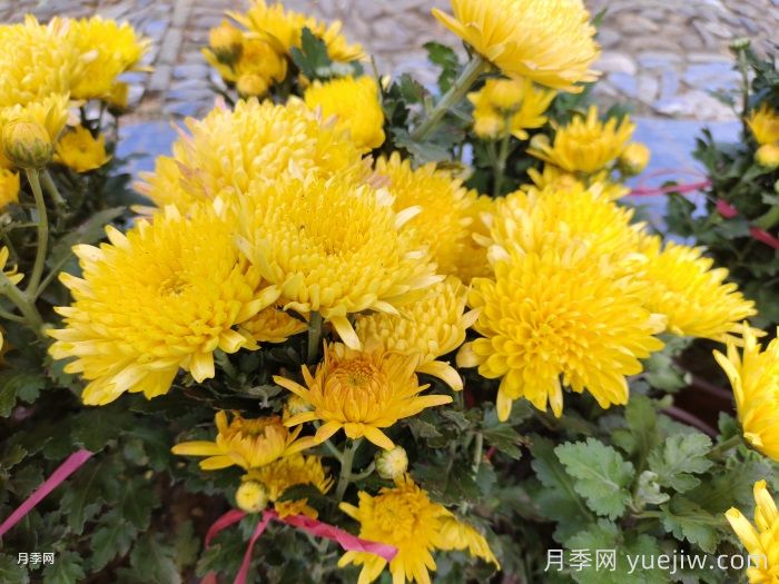 传统的四大切花有哪些？月季，菊花，康乃馨，剑兰(图2)