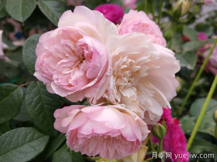 盘点那些比荷花还美的月季，三种月季秀色可餐(图3)
