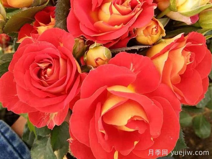 专属12星座的月季花,星座系列月季大全(图4) 专属12星座的月季花,星座系列月季大全(图6)