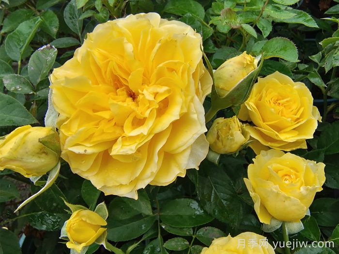 专属12星座的月季花,星座系列月季大全(图1) 专属12星座的月季花,星座系列月季大全(图3)
