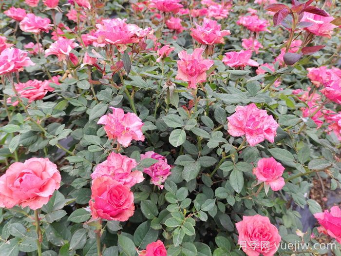 专属12星座的月季花,星座系列月季大全(图3) 专属12星座的月季花,星座系列月季大全(图5)