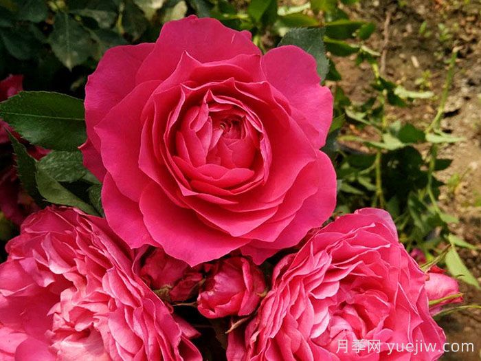 专属12星座的月季花,星座系列月季大全(图2) 专属12星座的月季花,星座系列月季大全(图2)