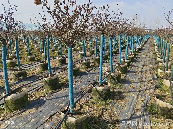 地栽养月季,要不要每年换新土?(图1) 地栽养月季,要不要每年换新土?(图1)