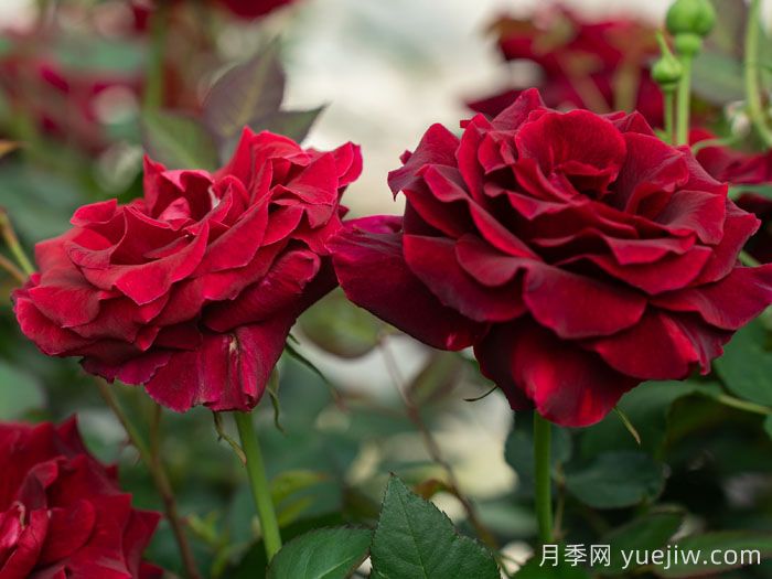 浆梅酒月季(图3)