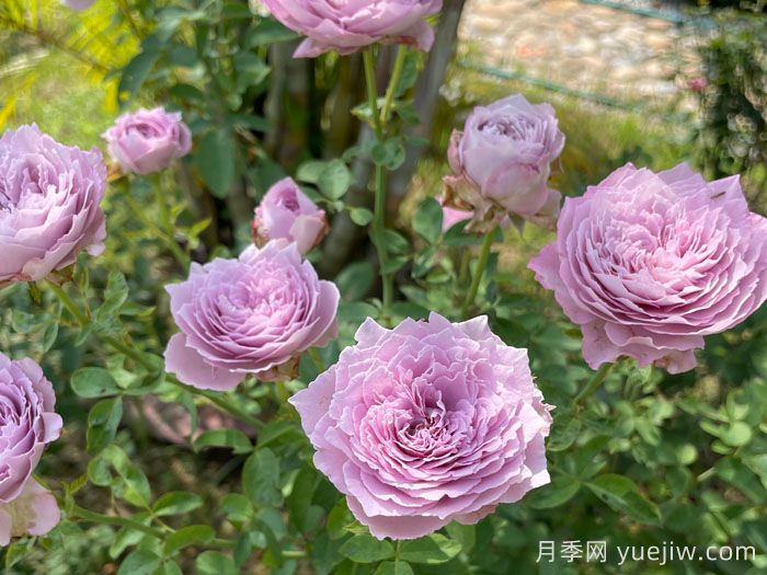 蓝丝球月季(图3)