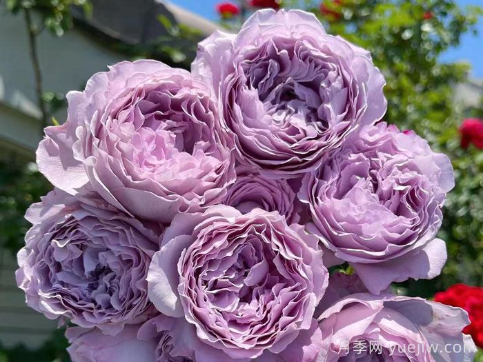 蓝丝球月季(图2)