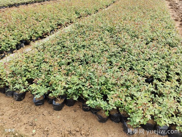 玫瑰花怎么种？玫瑰花种植方法和步骤(图1)